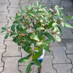 Vŕba štíhlopestíková (Salix gracilistyla) ´MOUNT ASO´® - výška 40-60 cm, kont. C1L - NA KMIENKU